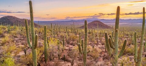 Arizona Debt Relief: Your Guide to State Laws and Managing Debt